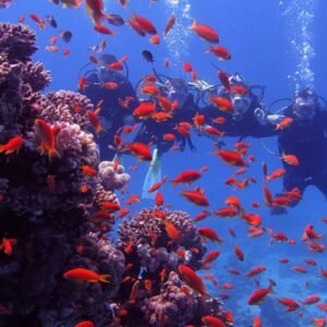 🏝️ Mahmya Island Snorkeling Trip – Red Sea Paradise